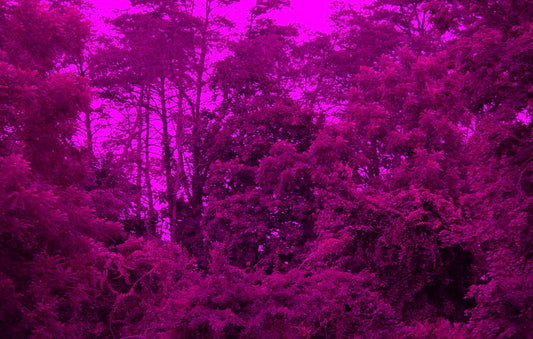 Nikon D2X Digital SLR Camera infrared converted