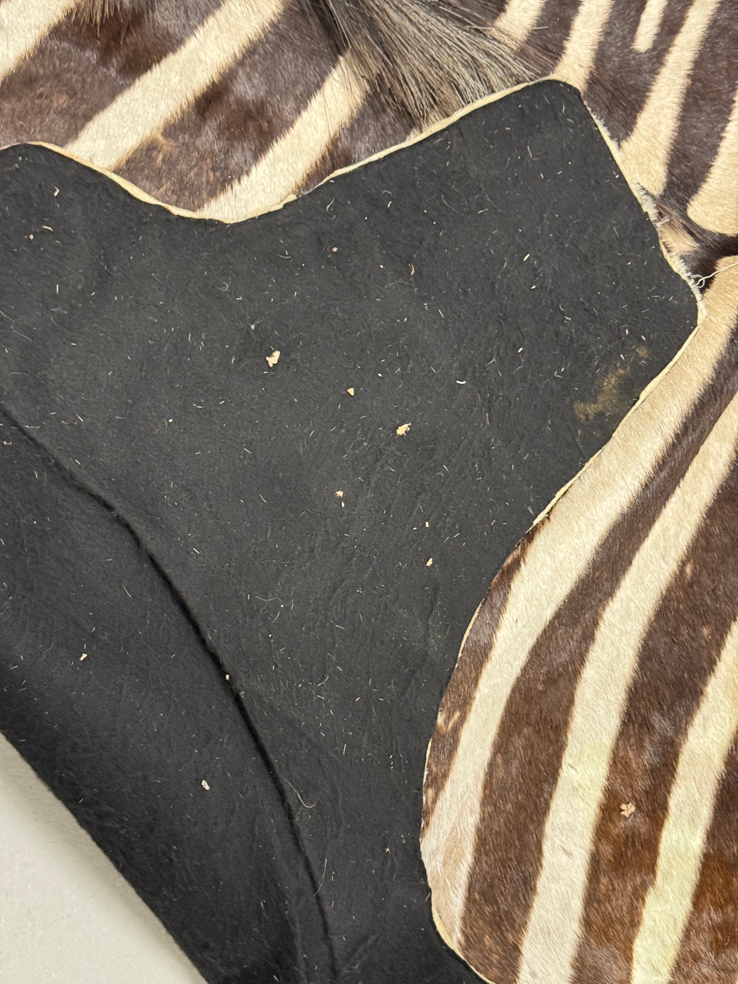 Zebra hide rug / skin - A large A grade South African Burchell Zebra hide taxidermy