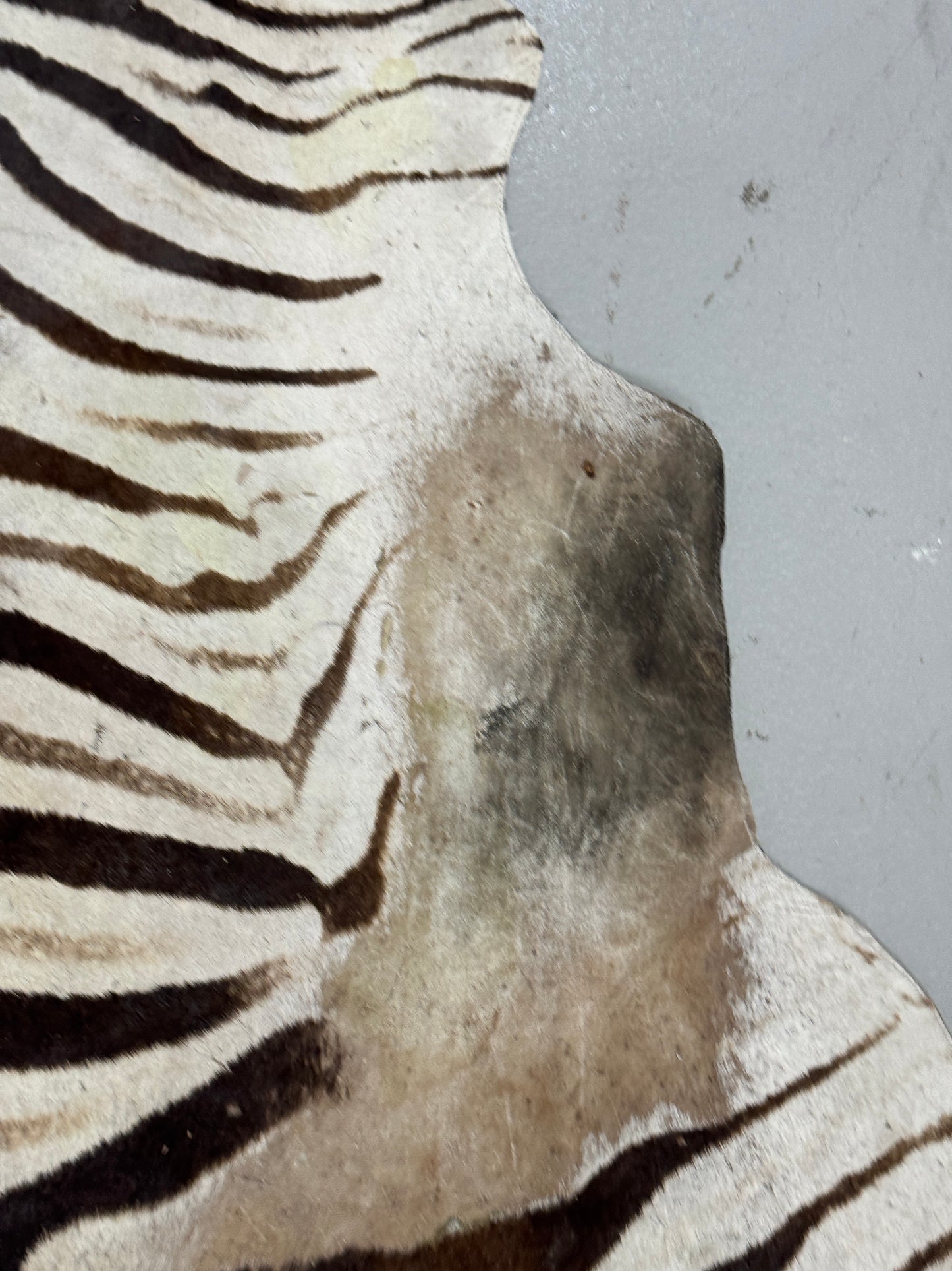 Zebra hide rug / skin - A large A grade South African Burchell Zebra hide taxidermy