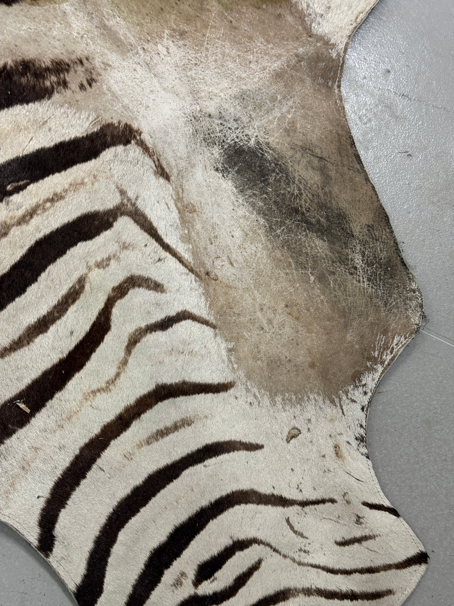 Zebra hide rug / skin - A large A grade South African Burchell Zebra hide taxidermy