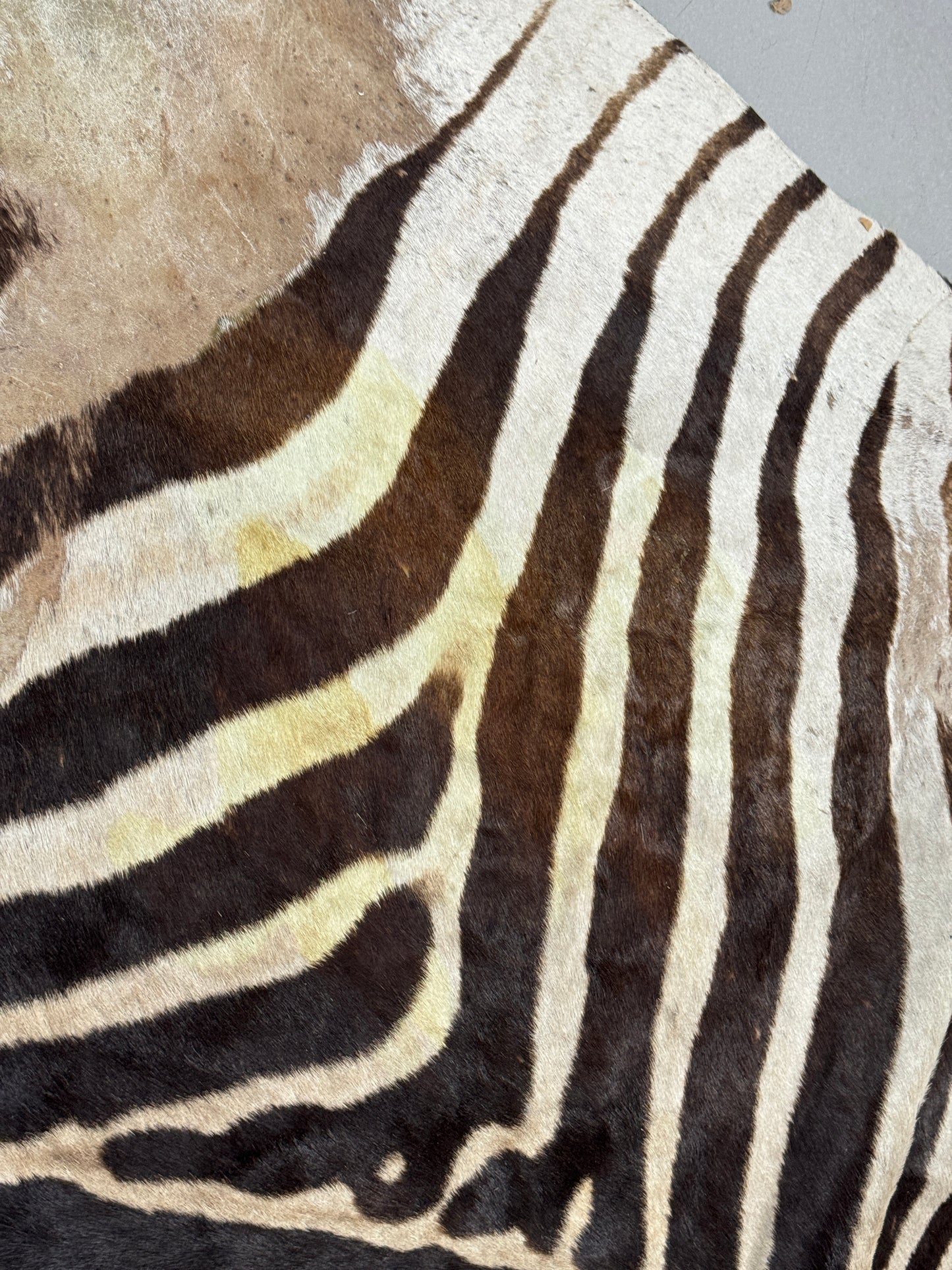 Zebra hide rug / skin - A large A grade South African Burchell Zebra hide taxidermy