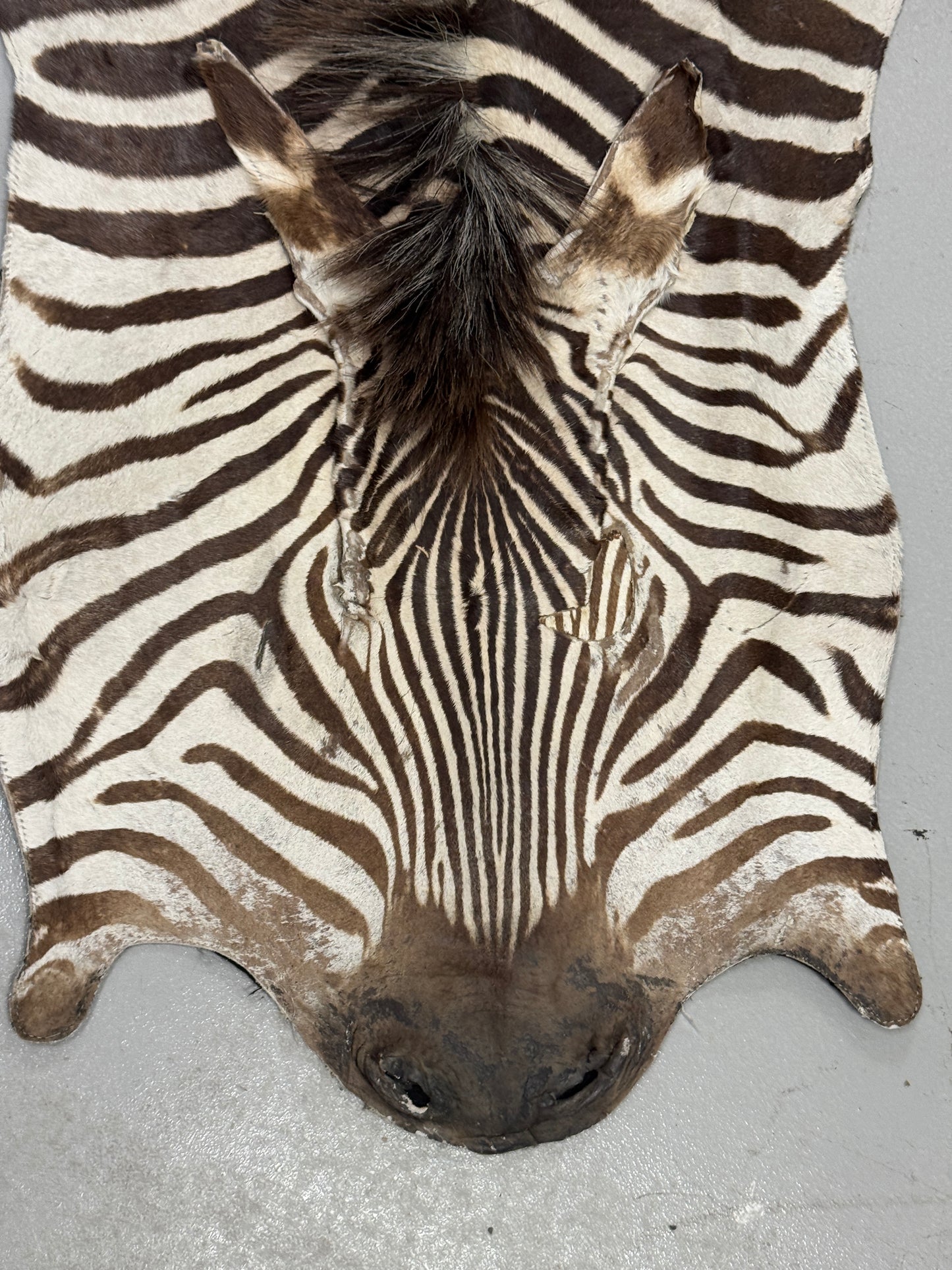 Zebra hide rug / skin - A large A grade South African Burchell Zebra hide taxidermy