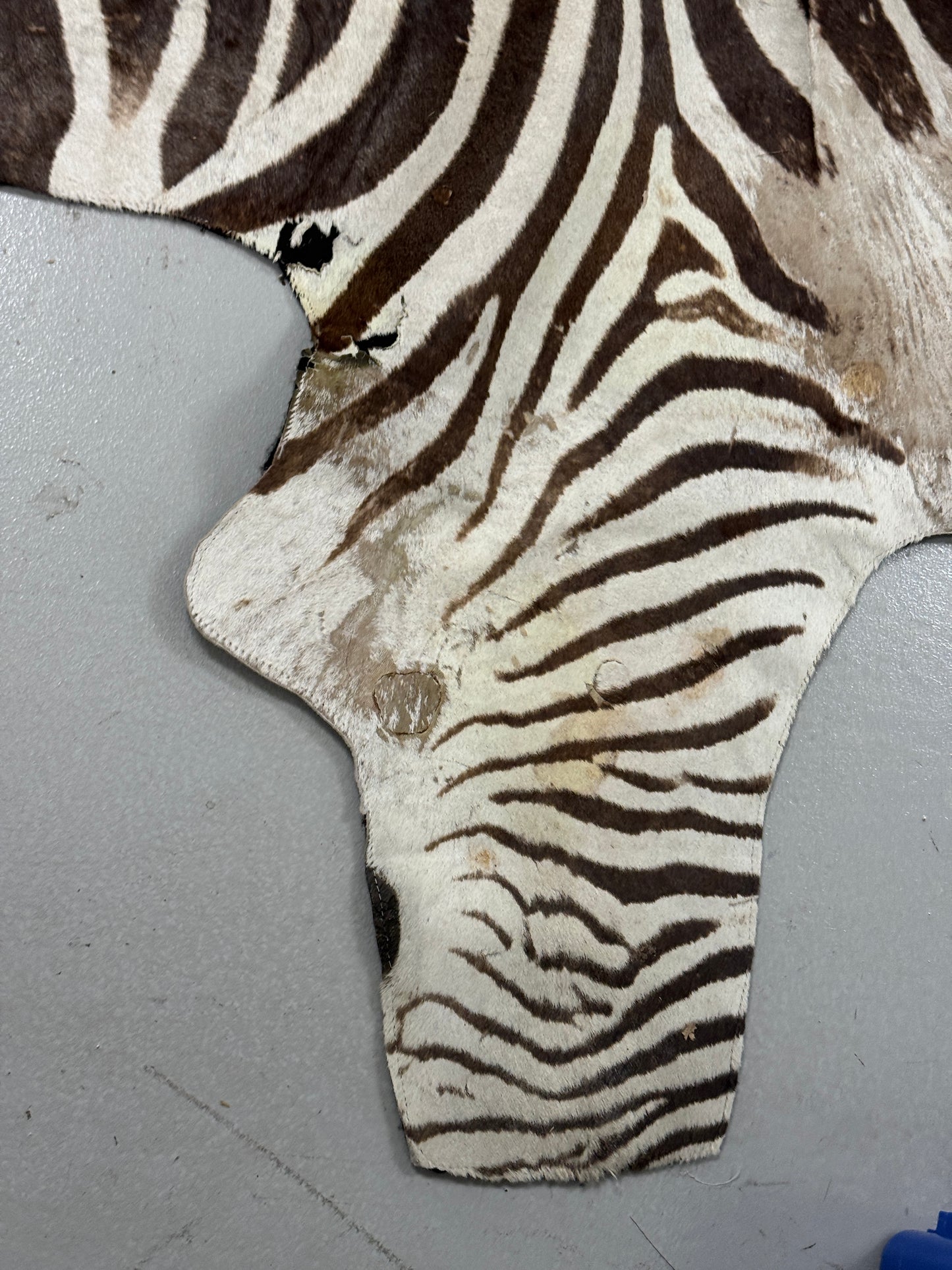 Zebra hide rug / skin - A large A grade South African Burchell Zebra hide taxidermy