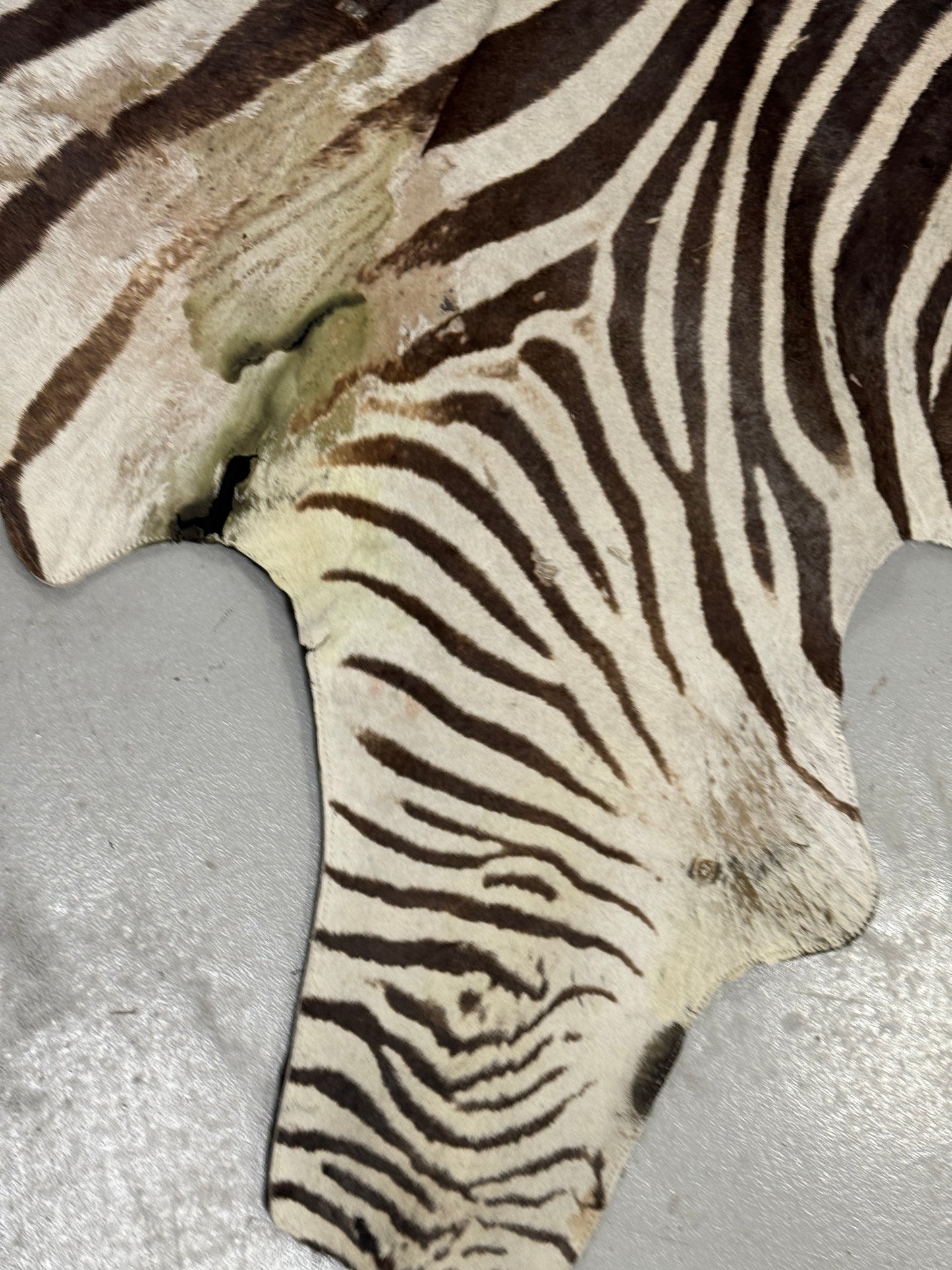 Zebra hide rug / skin - A large A grade South African Burchell Zebra hide taxidermy