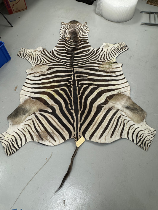 Zebra hide rug / skin - A large A grade South African Burchell Zebra hide taxidermy