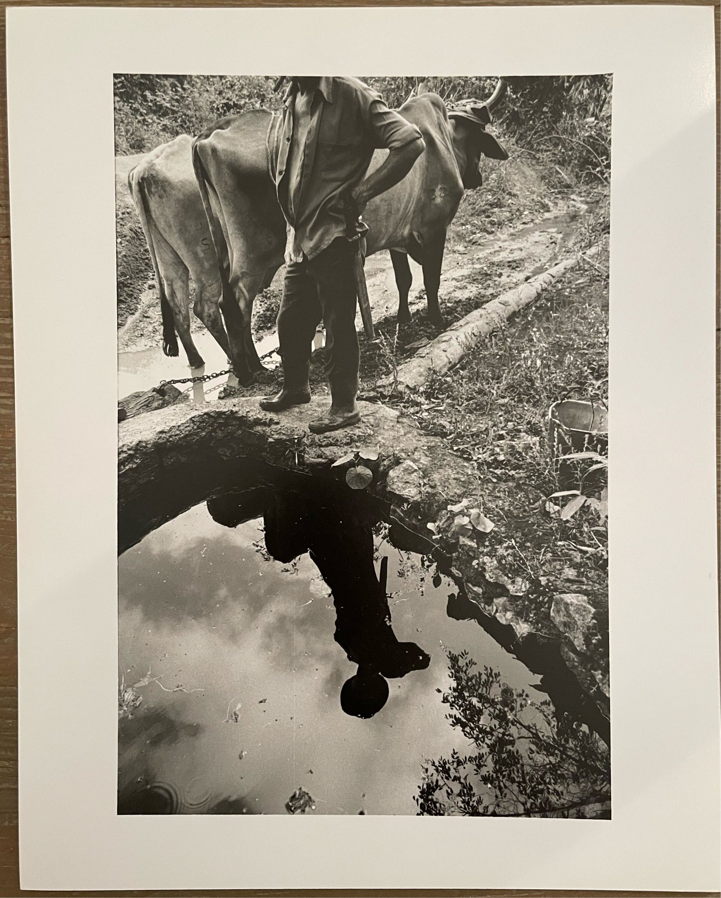 Susan S. Bank (American, 20th c.) Cuba Photograph Print Campo 8x10 Oxen