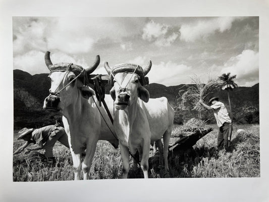 Susan S. Bank (American, 20th c.) Cuba Photograph Print Campo 8x10