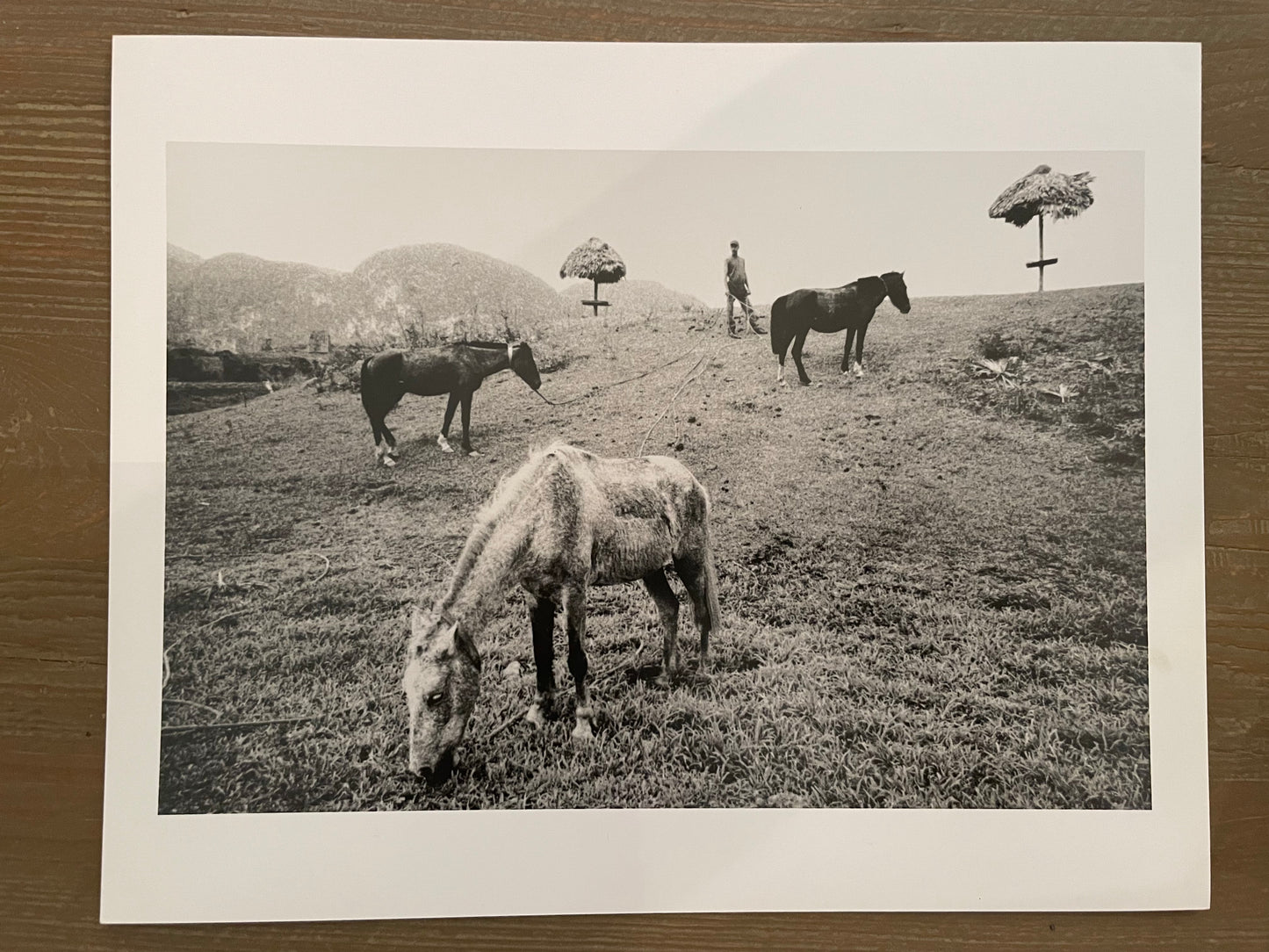 Susan S. Bank (American, 20th c.) Cuba Photograph Print Campo 8x10 three horses