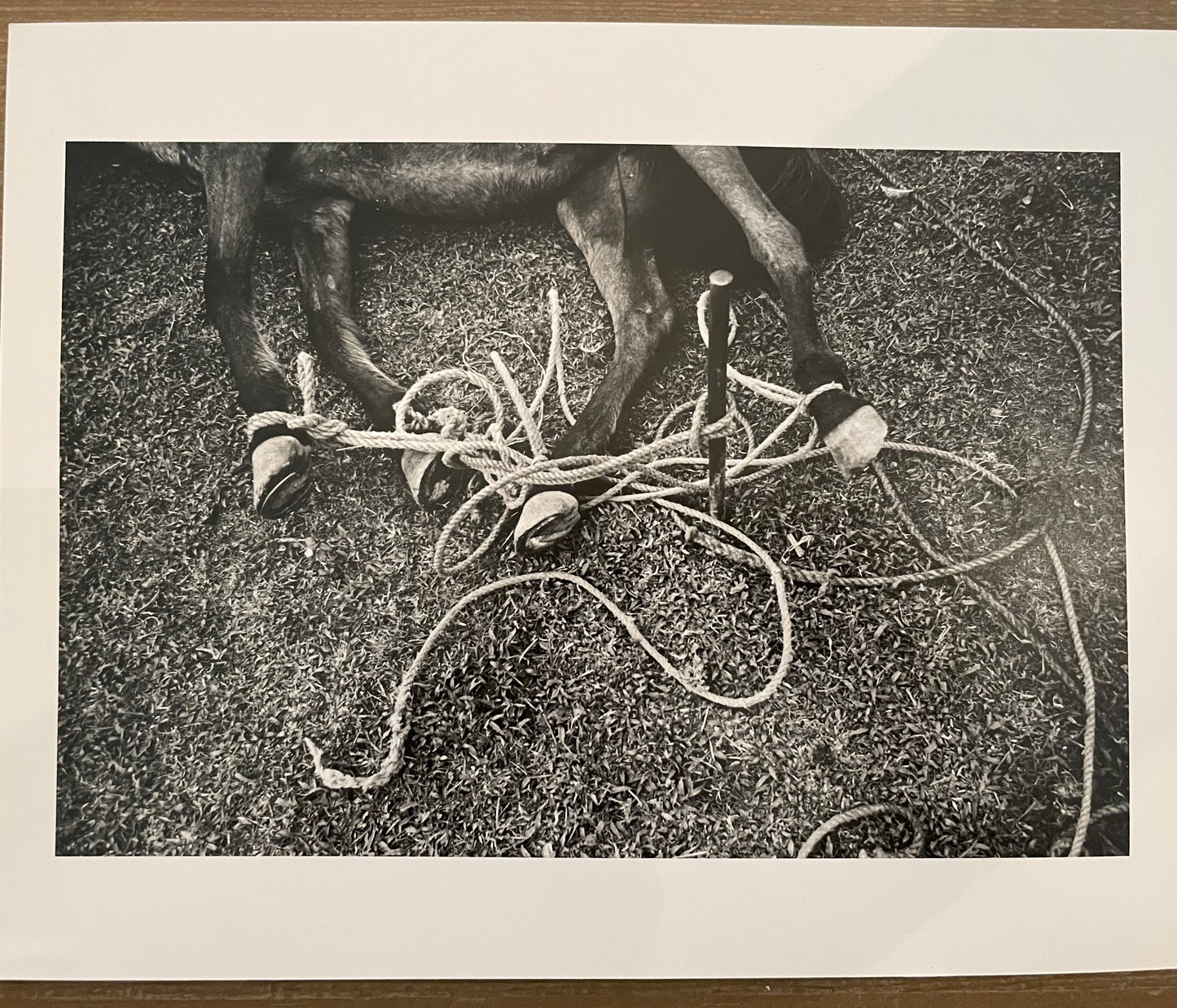 Susan S. Bank (American, 20th c.) Cuba Photograph Print Campo 8x10 horse tied Signed