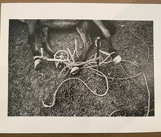 Susan S. Bank (American, 20th c.) Cuba Photograph Print Campo 8x10 horse tied Signed