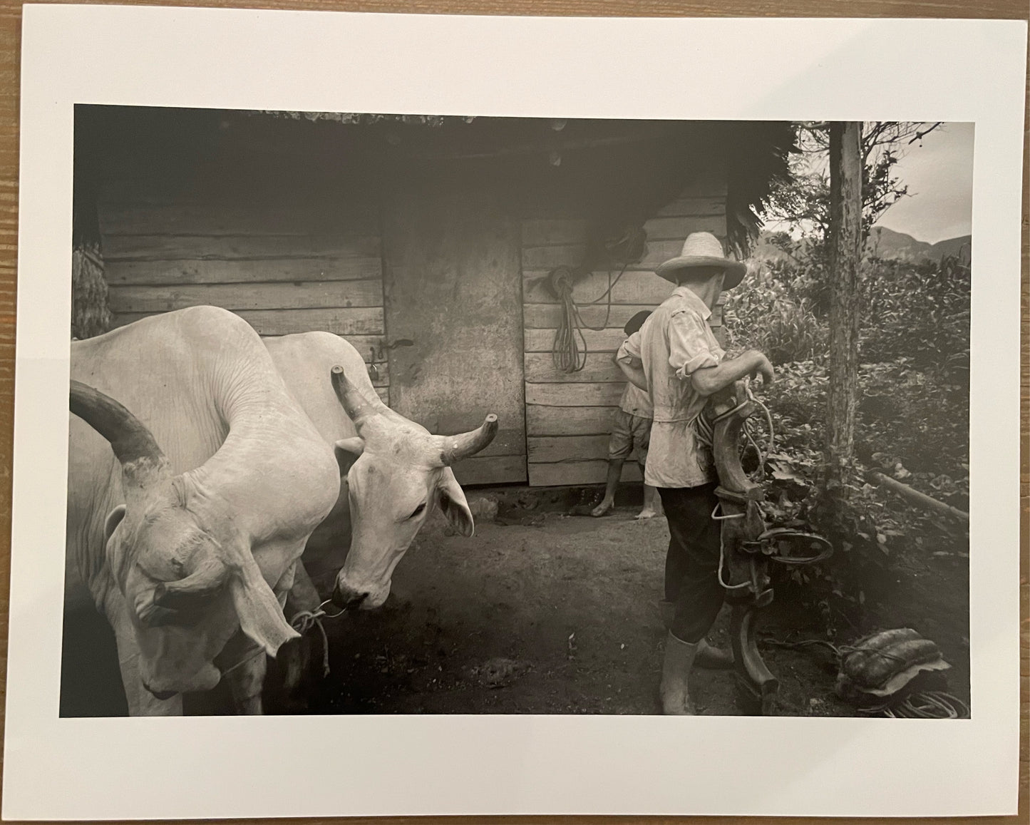 Susan S. Bank (American, 20th c.) Cuba Photograph Print Campo 8x10 “Julieto and White Oxen”