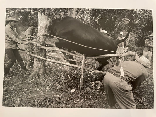 Susan S. Bank (American, 20th c.) Cuba Photograph Print Campo 8x10 cow jumping