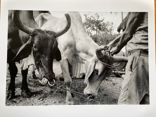 Susan S. Bank (American, 20th c.) Cuba Photograph Print Campo 8x10