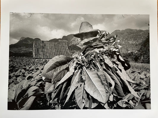 Susan S. Bank (American, 20th c.) Cuba Photograph Print Campo 8x10