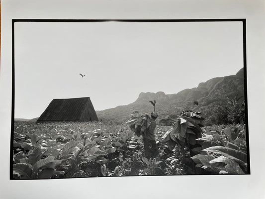 Susan S. Bank (American, 20th c.) Cuba Photograph Print Campo 8x10 tobacco field