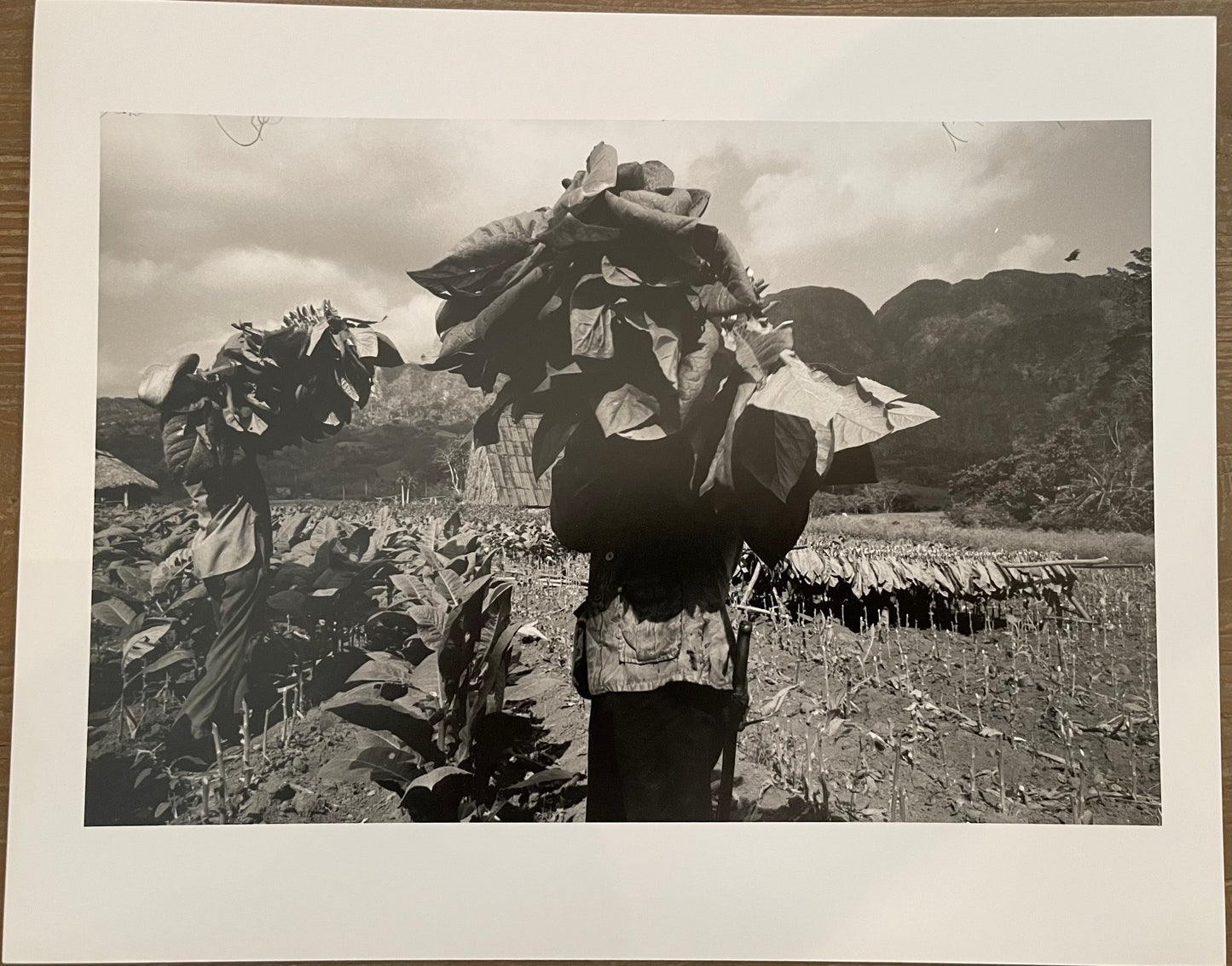 Susan S. Bank (American, 20th c.) Cuba Photograph Print Campo 8x10 Tobacco